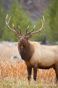 Elk, bull elk, adult male elk with large set of antlers.  By September, this bull elk's antlers have reached their full size and the velvet has fallen off. This bull elk has sparred with other bulls for access to herds of females in estrous and ready to mate, Cervus canadensis, Yellowstone National Park, Wyoming