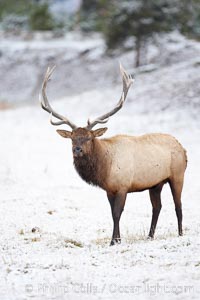 Large male elk (bull) in snow covered meadow near Madison River.  Only male elk have antlers, which start growing in the spring and are shed each winter. The largest antlers may be 4 feet long and weigh up to 40 pounds. Antlers are made of bone which can grow up to one inch per day. While growing, the antlers are covered with and protected by a soft layer of highly vascularised skin known as velvet. The velvet is shed in the summer when the antlers have fully developed. Bull elk may have six or more tines on each antler, however the number of tines has little to do with the age or maturity of a particular animal, Cervus canadensis, Yellowstone National Park, Wyoming