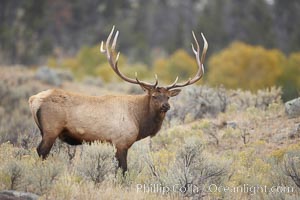 Bull elk in sage brush with large rack of antlers during the fall rut (mating season).  This bull elk has sparred with other bulls to establish his harem of females with which he hopes to mate, Cervus canadensis, Mammoth Hot Springs, Yellowstone National Park, Wyoming