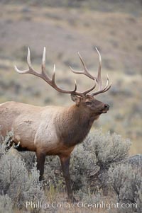 Bull elk in sage brush with large rack of antlers during the fall rut (mating season).  This bull elk has sparred with other bulls to establish his harem of females with which he hopes to mate, Cervus canadensis, Mammoth Hot Springs, Yellowstone National Park, Wyoming