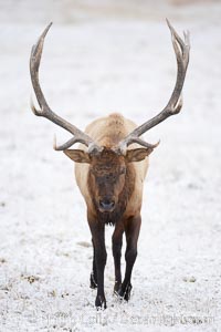 Large male elk (bull) in snow covered meadow near Madison River.  Only male elk have antlers, which start growing in the spring and are shed each winter. The largest antlers may be 4 feet long and weigh up to 40 pounds. Antlers are made of bone which can grow up to one inch per day. While growing, the antlers are covered with and protected by a soft layer of highly vascularised skin known as velvet. The velvet is shed in the summer when the antlers have fully developed. Bull elk may have six or more tines on each antler, however the number of tines has little to do with the age or maturity of a particular animal, Cervus canadensis, Yellowstone National Park, Wyoming