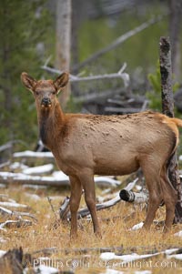 Juvenile elk in woods, Cervus canadensis, Yellowstone National Park, Wyoming