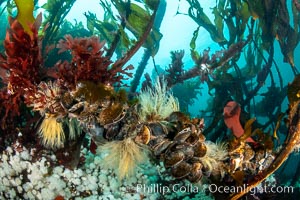 Invertebrate life clings to stalks of bull kelp. Browning Pass, Vancouver Island, Nereocystis luetkeana