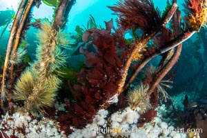 Invertebrate life clings to stalks of bull kelp. Browning Pass, Vancouver Island, Nereocystis luetkeana