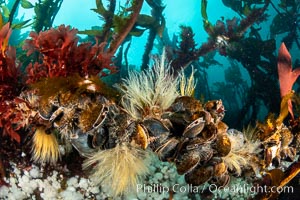 Invertebrate life clings to stalks of bull kelp. Browning Pass, Vancouver Island, Nereocystis luetkeana