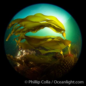 Bull kelp forest near Vancouver Island and Queen Charlotte Strait, Browning Pass, Canada