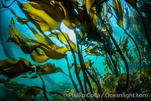 Bull kelp forest near Vancouver Island and Queen Charlotte Strait, Browning Pass, Canada, Nereocystis luetkeana