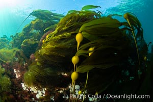 Bull kelp forest near Vancouver Island and Queen Charlotte Strait, Browning Pass, Canada