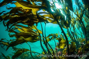 Bull kelp forest near Vancouver Island and Queen Charlotte Strait, Browning Pass, Canada