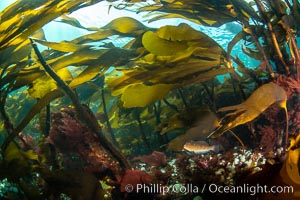 Bull kelp forest near Vancouver Island and Queen Charlotte Strait, Browning Pass, Canada. British Columbia, Nereocystis luetkeana, natural history stock photograph, photo id 35411