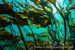 Bull kelp forest near Vancouver Island and Queen Charlotte Strait, Browning Pass, Canada, Nereocystis luetkeana