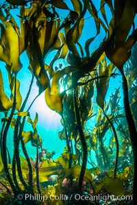 Bull kelp forest near Vancouver Island and Queen Charlotte Strait, Browning Pass, Canada, Nereocystis luetkeana