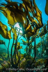 Bull kelp forest near Vancouver Island and Queen Charlotte Strait, Browning Pass, Canada. British Columbia, Nereocystis luetkeana, natural history stock photograph, photo id 35491