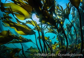 Bull kelp forest near Vancouver Island and Queen Charlotte Strait, Browning Pass, Canada, Nereocystis luetkeana