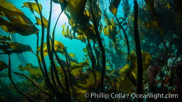 Bull kelp forest near Vancouver Island and Queen Charlotte Strait, Browning Pass, Canada, Nereocystis luetkeana