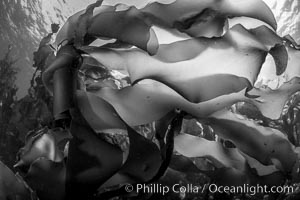 Bull kelp forest near Vancouver Island and Queen Charlotte Strait, Browning Pass, Canada, Nereocystis luetkeana