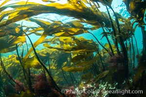 Bull kelp forest near Vancouver Island and Queen Charlotte Strait, Browning Pass, Canada. British Columbia, Nereocystis luetkeana, natural history stock photograph, photo id 35545