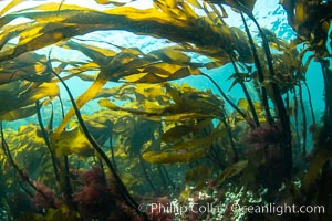 Bull kelp forest near Vancouver Island and Queen Charlotte Strait, Browning Pass, Canada, Nereocystis luetkeana