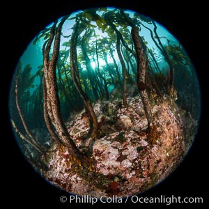 A forest of bull kelp rises above a colorful cold water reef, rich with invertebrate life. Browning Pass, Vancouver Island, Nereocystis luetkeana