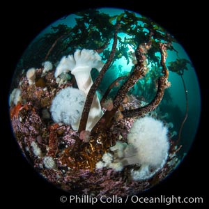 A forest of bull kelp rises above a colorful cold water reef, rich with invertebrate life. Browning Pass, Vancouver Island, Metridium farcimen, Nereocystis luetkeana