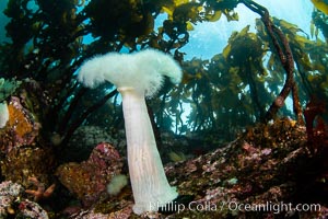 A forest of bull kelp rises above a colorful cold water reef, rich with invertebrate life. Browning Pass, Vancouver Island, Metridium farcimen, Nereocystis luetkeana