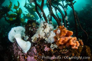 A forest of bull kelp rises above a colorful cold water reef, rich with invertebrate life. Browning Pass, Vancouver Island, Metridium farcimen, Nereocystis luetkeana