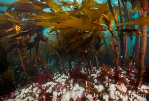 Bull kelp forest near Vancouver Island and Queen Charlotte Strait, anemones cling to the kelp stalks, Browning Pass, Canada, Metridium senile, Nereocystis luetkeana