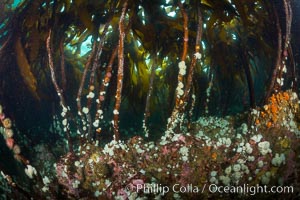 Bull kelp forest near Vancouver Island and Queen Charlotte Strait, anemones cling to the kelp stalks, Browning Pass, Canada, Nereocystis luetkeana