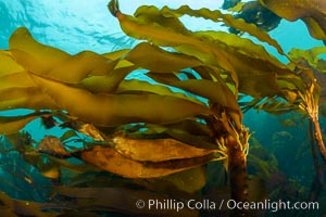 Bull kelp forest near Vancouver Island and Queen Charlotte Strait, Browning Pass, Canada