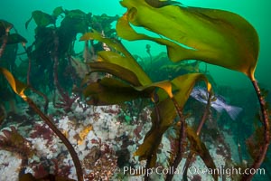 Bull kelp forest near Vancouver Island and Queen Charlotte Strait, Browning Pass, Canada. British Columbia, Nereocystis luetkeana, natural history stock photograph, photo id 34444