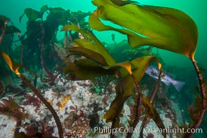 Bull kelp forest near Vancouver Island and Queen Charlotte Strait, Browning Pass, Canada, Nereocystis luetkeana