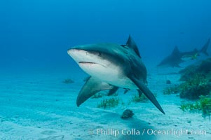 Bull shark, Carcharhinus leucas, Great Isaac Island