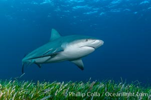 Bull shark, Carcharhinus leucas, Great Isaac Island