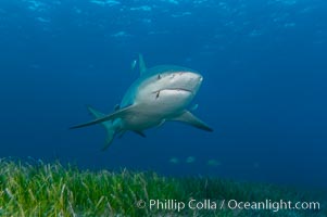 Bull shark, Carcharhinus leucas, Great Isaac Island