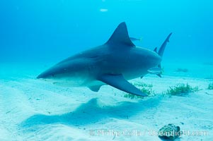 Bull shark, Carcharhinus leucas, Great Isaac Island