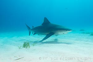 Bull shark, Carcharhinus leucas, Great Isaac Island