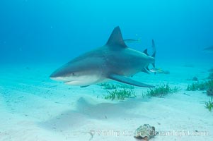 Bull shark, Carcharhinus leucas, Great Isaac Island