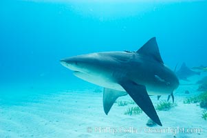 Bull shark, Carcharhinus leucas, Great Isaac Island
