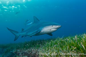 Bull shark, Carcharhinus leucas, Great Isaac Island