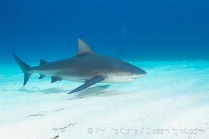 Bull shark, Carcharhinus leucas, Great Isaac Island