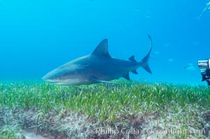 Bull shark, Carcharhinus leucas, Great Isaac Island