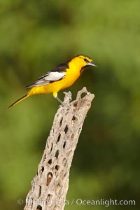 Bullock's oriole, first year male, Icterus bullockii, Amado, Arizona