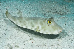 Bullseye puffer fish, Sea of Cortez, Baja California, Mexico, Sphoeroides annulatus