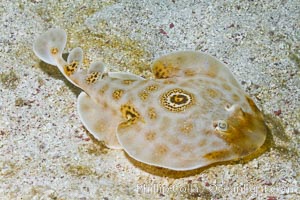 Bullseye torpedo electric ray, Sea of Cortez, Baja California, Mexico, Diplobatis ommata