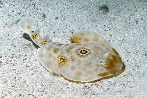 Bullseye torpedo electric ray, Sea of Cortez, Baja California, Mexico, Diplobatis ommata