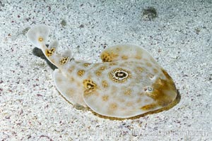 Bullseye torpedo electric ray, Sea of Cortez, Baja California, Mexico, Diplobatis ommata