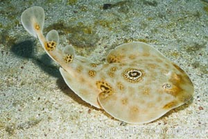 Bullseye torpedo electric ray, Sea of Cortez, Baja California, Mexico, Diplobatis ommata