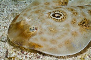 Bullseye torpedo electric ray, Sea of Cortez, Baja California, Mexico.