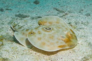 Bullseye torpedo electric ray, Sea of Cortez, Baja California, Mexico, Diplobatis ommata