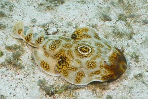 Bullseye torpedo electric ray, Sea of Cortez, Baja California, Mexico, Diplobatis ommata